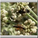 Variimorda villosa - Stachelkaefer 03.jpg